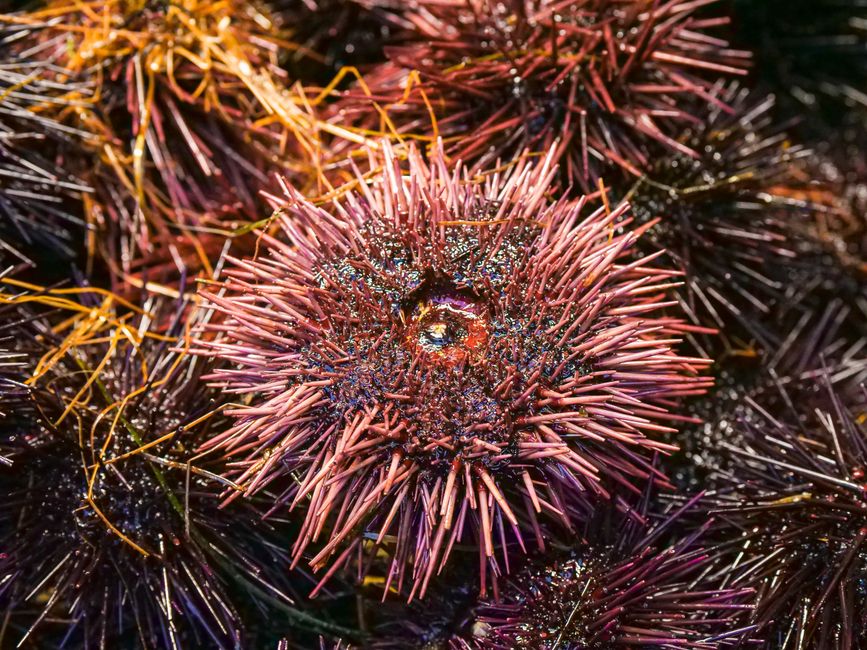 Uni — Sushi